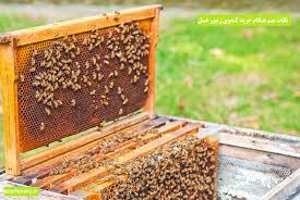 ایران، رتبه سوم تولید عسل در جهان