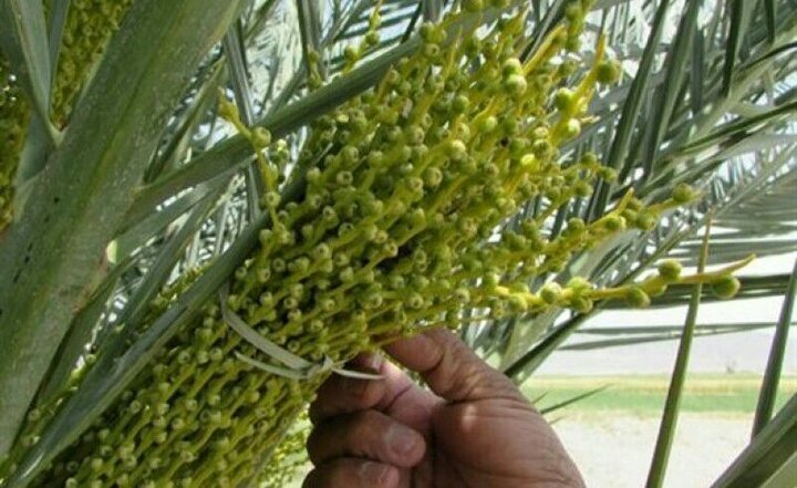 گرده افشانی ۳۵۰۰ هکتار نخلستان بارور در سراوان همچنان ادامه دارد