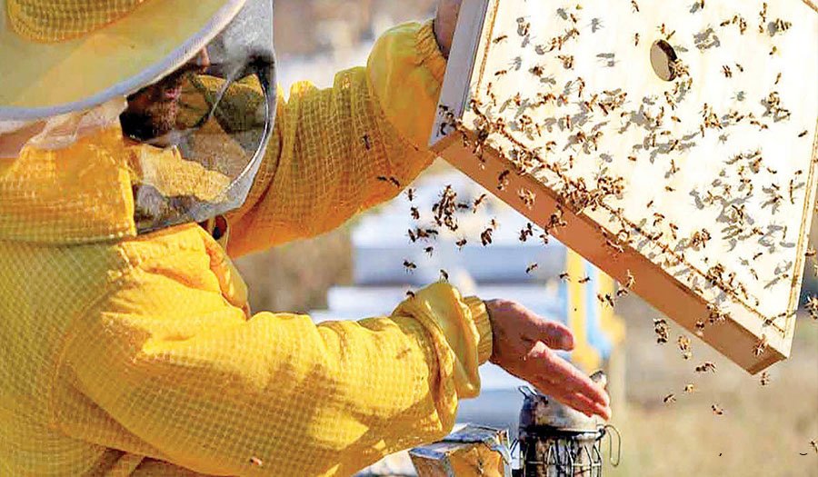 تولید نزدیک به ۱۲۸ هزار تن عسل در سرشماری سال ۱۴۰۳