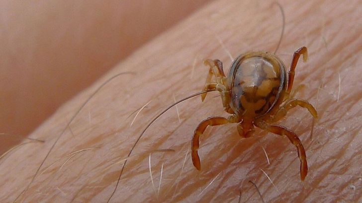 کشتار دام خارج از کشتارگاه، مهم‌ترین عامل انتقال تب کریمه کنگو