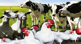  استفاده از سیستم ردیاب برای بررسی وضعیت طیور در هنگام حمل و نقل