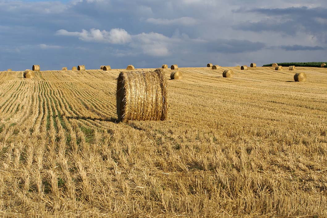  آموزش کامل کاشت گندم (صفر تا صد)