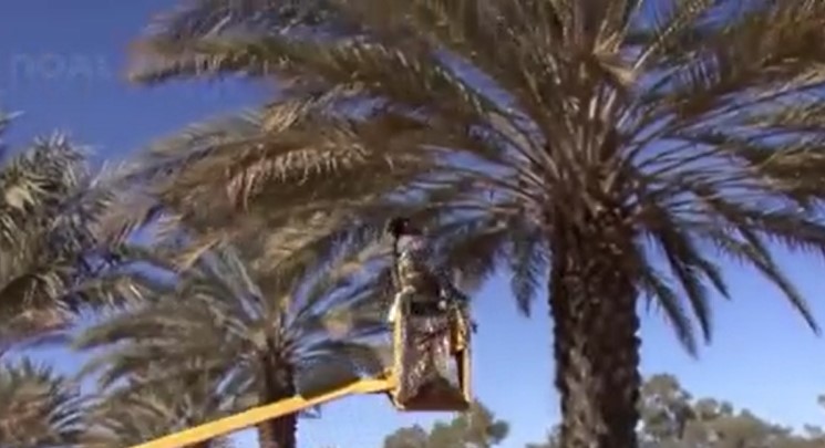 کاشت، داشت و برداشت صنعتی خرما