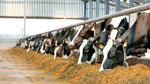 راه اندازی خط تولید دان و خوراک دام و طیور