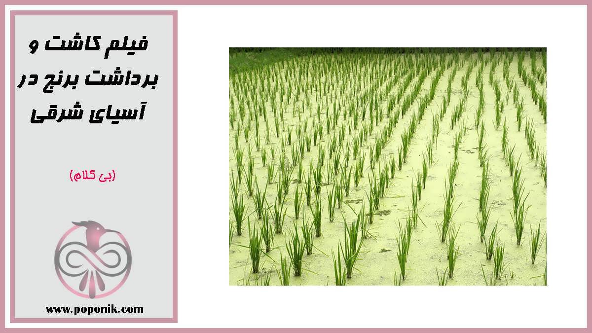 فیلم کاشت و برداشت برنج در آسیای شرقی