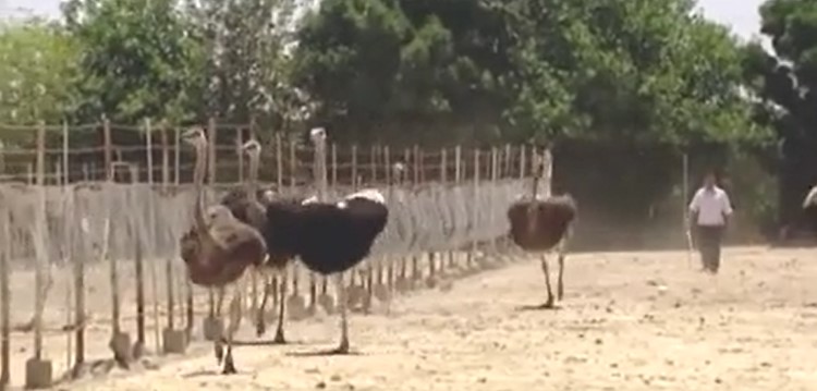 پرورش شترمرغ