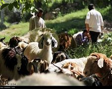 تجربیات دامپروری (1) - برنامه تلاش سبز