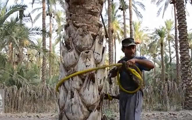 برداشت خرما به روش سنتی