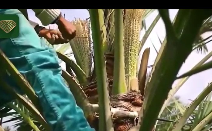 کاشت، داشت و برداشت سنتی خرما