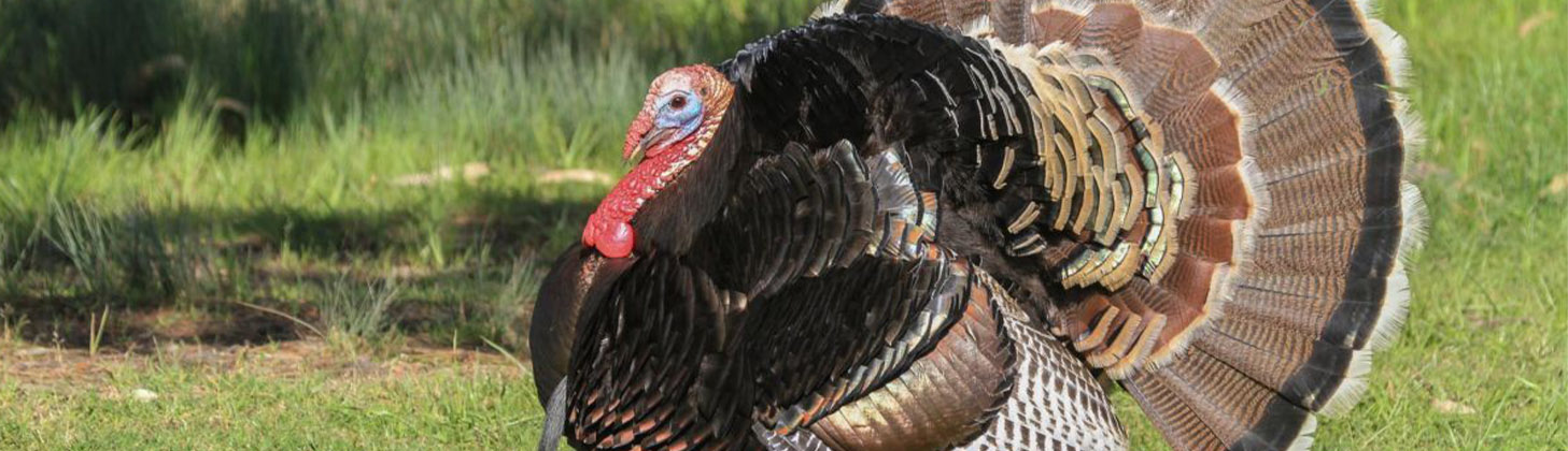 جوجه کشی از بوقلمون و نکات مهمی که قبل از شروع باید بدانید