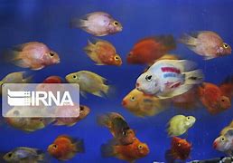 آموزش پرورش ماهی زینتی -ماهی زینتی-غذادهی به ماهی دیسکس