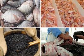 توضیحات رییس سازمان شیلات ایران در خصوص مصوبات سفر رییس جمهور به چابهار و کُنارک