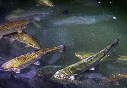 آموزش تکثیر ماهی پنگوسی معمولی