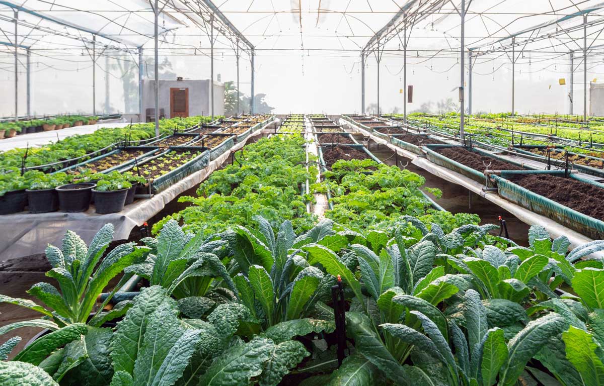 مقایسه کشت عمودی و سنتی؛ بررسی مزایا و ویژگی ها