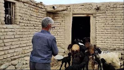 دامپروری طارمی‌ها تحت تاثیر گرانی نهاده دامی