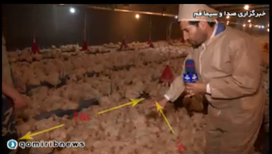 مرغدار قمی رکورد دنیا را شکست.