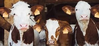 تهویه طبیعی در گاوداری