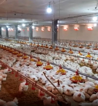 جوان کار آفرین و ساخت اولین مرغداری دو طبقه در استان قزوین