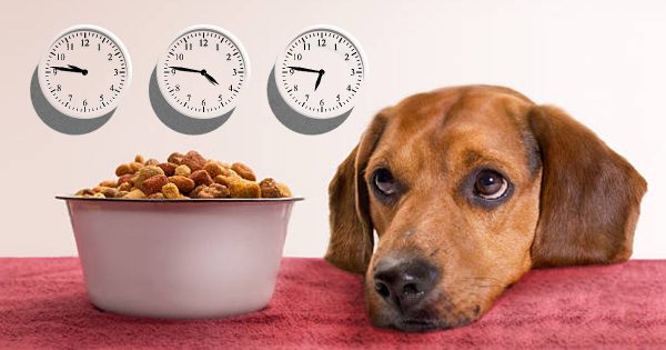 دستگاه تولید غذای پت ( گربه ، سگ و سایر ) حیوانات خانگی