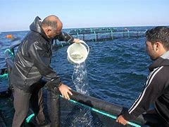  پرورش ماهی در قفس 