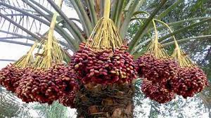 برداشت خرما