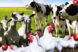 راهنمای کشتارگاه دام و طیور در حوزه تجارت داخلی