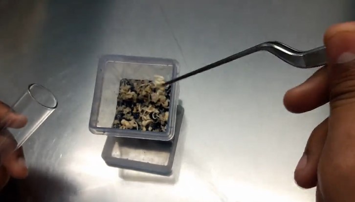 نحوه کشت بافت خرما