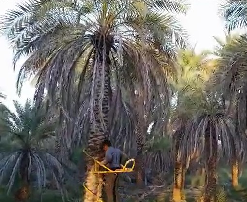 بالابر مکانیکی نخل