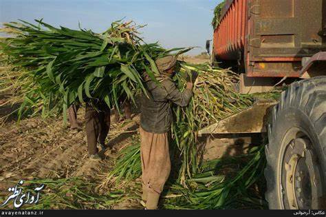 آموزش برداشت ذرت