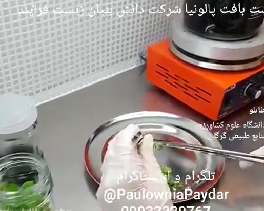 آزمایشگاه کشت بافت خرما و اصلاح بذر