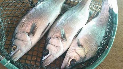 دلایل گرانی ماهی از زبان رئیس سازمان شیلات کشور