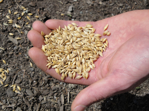 کاشت جو