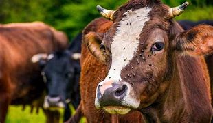 برس گاوداری | قشو اتوماتیک گاو