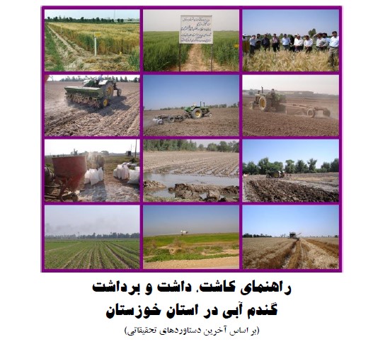 راهنمای کاشت داشت و برداشت گندم آبی در خوزستان