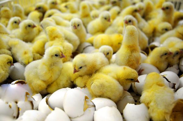 پرورش مرغ و تخم مرغ اصلاح نژاد شده يزد ايران