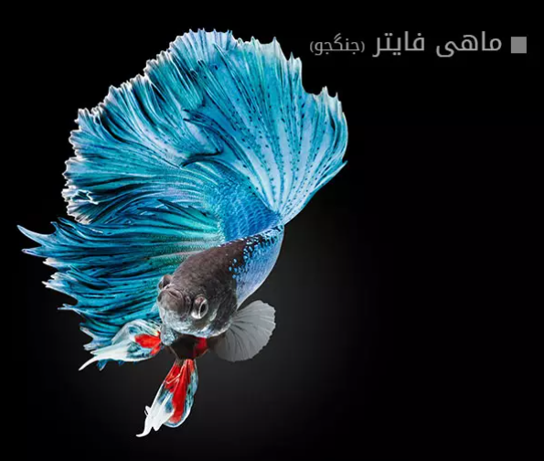 ماهی فایتر (جنگجو)