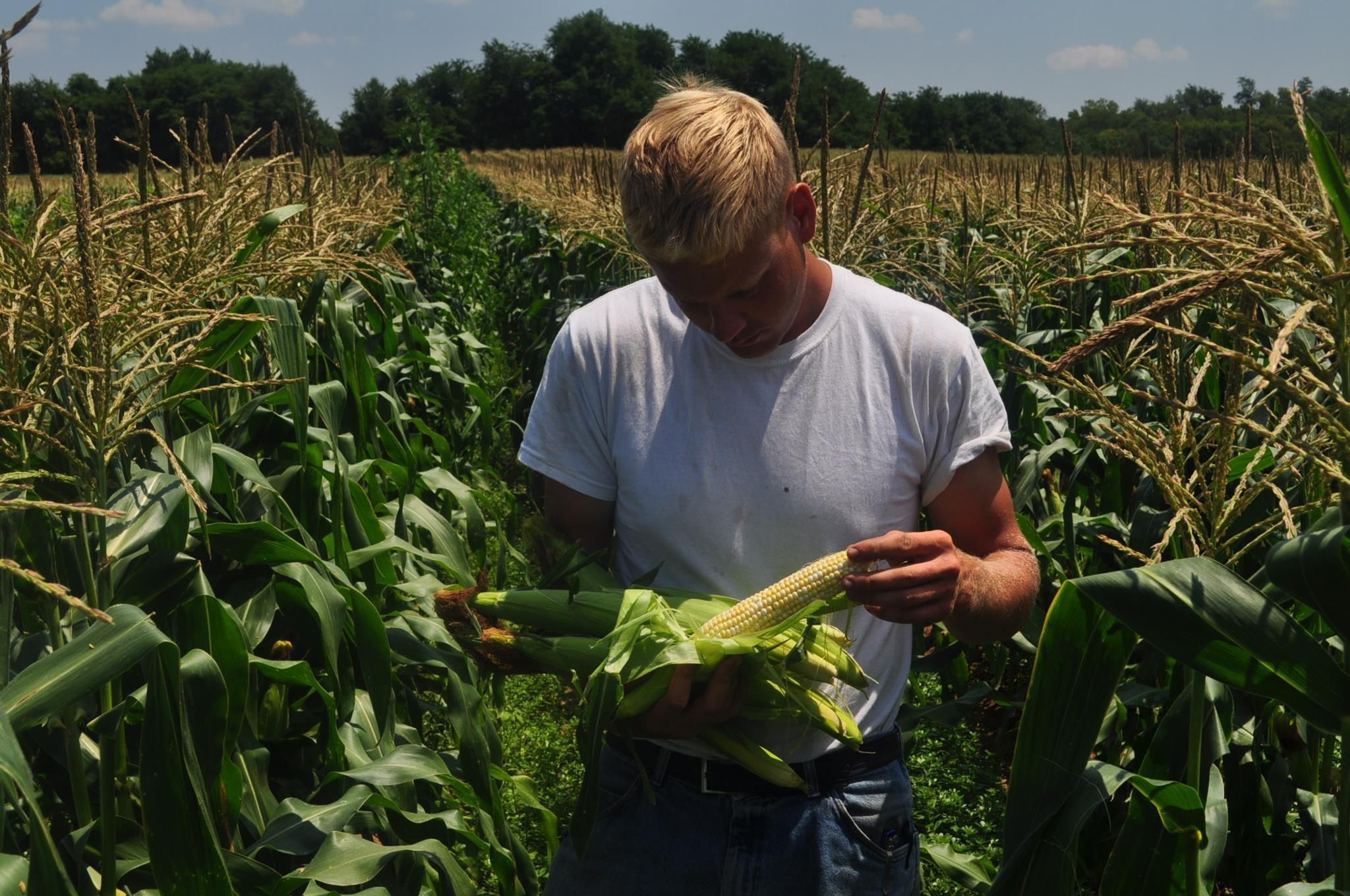 فرایند برداشت ذرت شیرین (تکنولوژی کشاورزی)