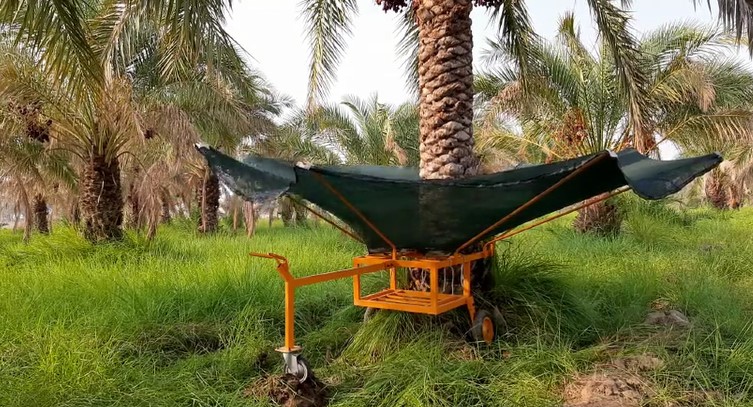 چاچب گلارو (ابزار جمع آوری خرما در نخلستان)