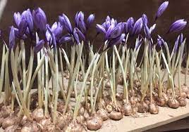 صفر تا۱۰۰کشت گلخانه ای زعفران