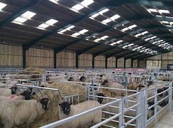 فارم گوسفندداری مدرن