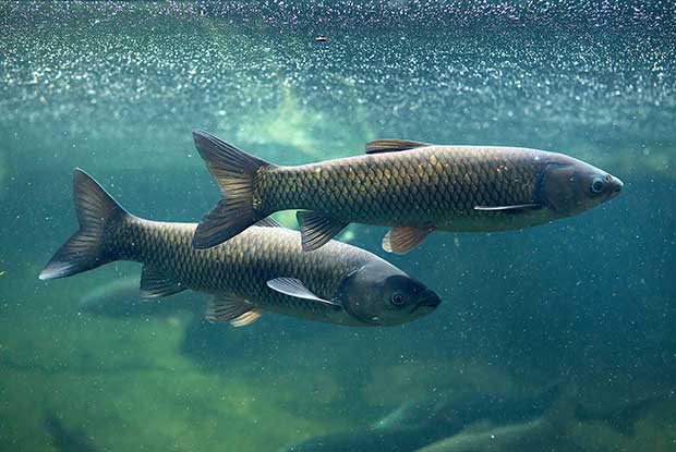 عجیب ترین مزرعه پرورش ماهی هوشمند 