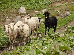 موفقیت کارآفرین اصفهانی در حوزه دامپروری