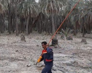 گرده افشان نخل