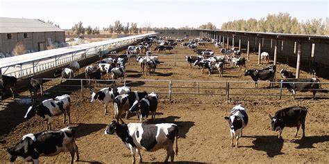  پشت پرده گرانی و کمبود نهاده دامی