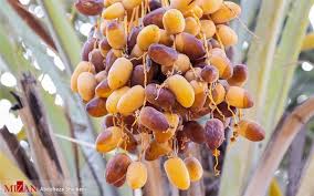 سه تا خرما در روز و ببینید چه تغییراتی در بدن اتفاق می افته