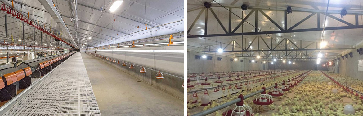 نگاهی به یکی از بزرگترین مرغداری های استرالیا