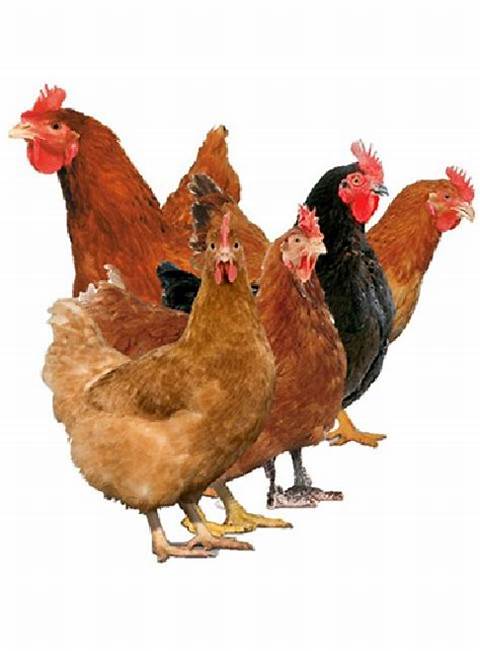 خوراک سالم،دام سالم،محیط زیست سالم،انسان سالم