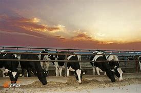 ویدیو احداث بزرگترین واحد گاوداری صنعتی شیری