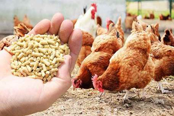 نیاز سالانه واکسن طیور در کشور ۱۱ میلیارد دز است