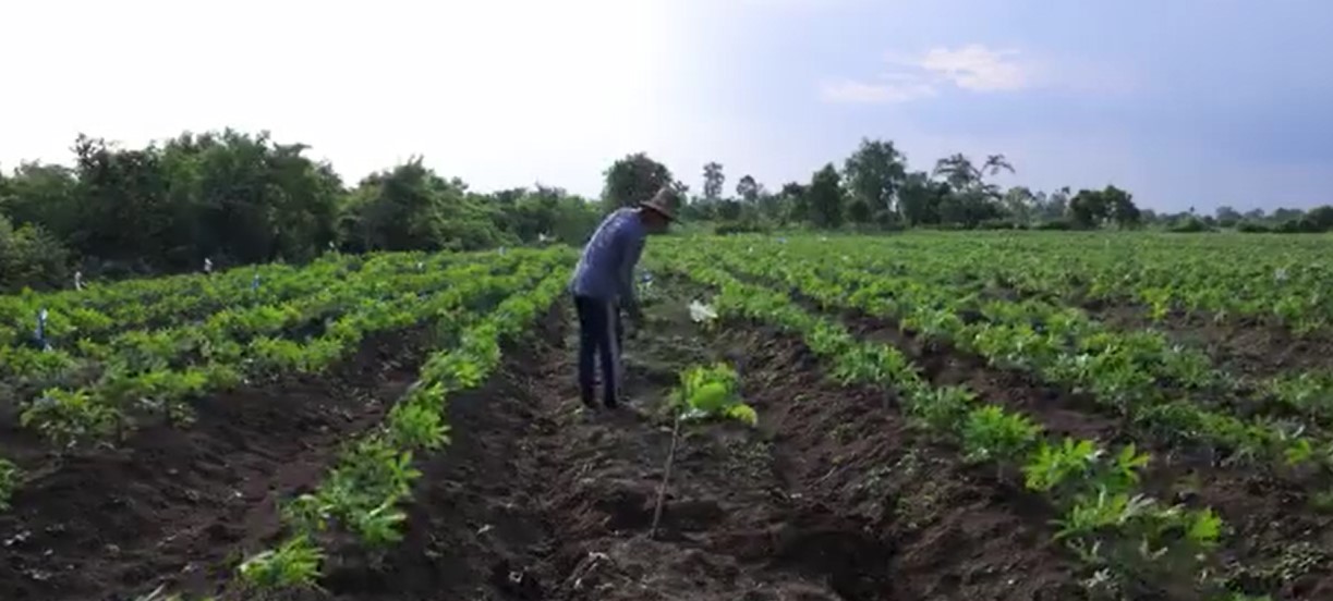 احداث باغ بادام هندی